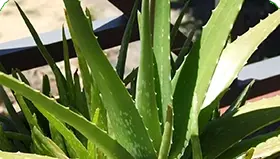Aloe vera, ingrediente de Arthrozax que regenera el tejido articular