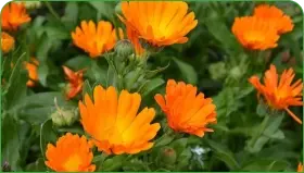 Caléndula, ingrediente antiinflamatorio de Arthrozax