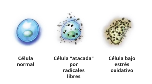 Células protegidas por Arthrozax del daño de radicales libres y estrés oxidativo